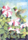 Ruby-throated Hummingbird -- 02water_06.jpg (69,481 bytes)