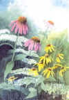 Pink Coneflowers -- 02water_08.jpg (59,244 bytes)