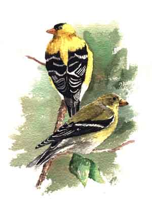waterc_d2.jpg (18714 bytes)