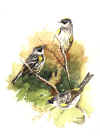 waterc_f.jpg (105489 bytes)