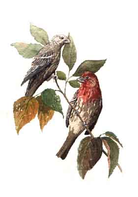 waterc_g2.jpg (15559 bytes)