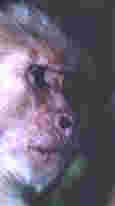 monkey.jpg (1763 bytes)