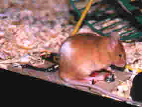 mousetrap.jpg (4558 bytes)
