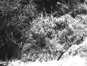 rebarforest.jpg (6517 bytes)